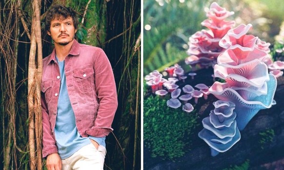 pedro pascal as mushroom

https://twitter.com/Pandamoanimum