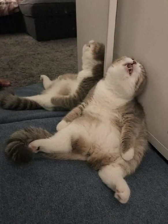 cute news tier katze

https://ch.pinterest.com/pin/1121888957169122700/