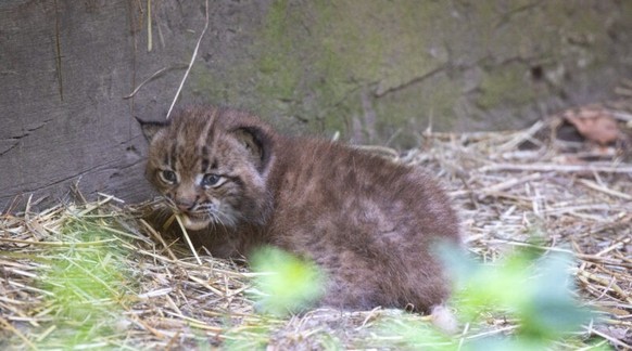 Tierpark Goldau Luchs Jungtier