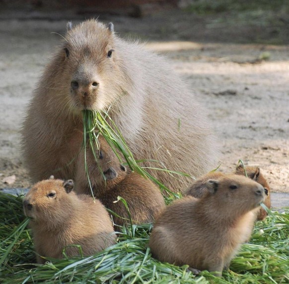 cute news tier capybara

https://imgur.com/t/capybara/YjQDhI3
