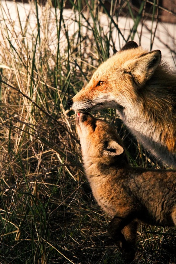 cute news tier fuchs

https://www.reddit.com/r/wildlifephotography/comments/1v65tfq/family_of_foxes_from_april/
