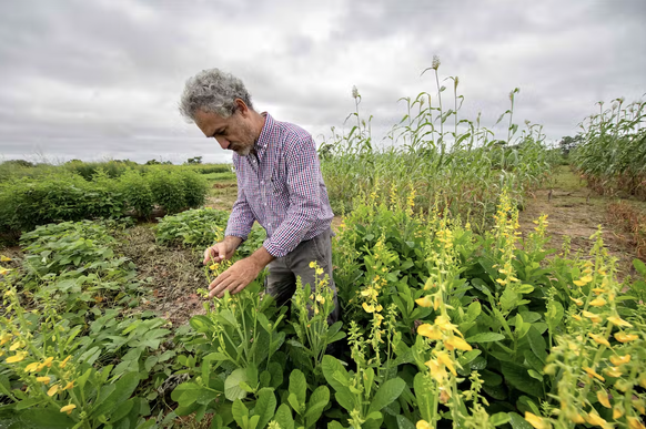 Louis Marie Raboin est agronome au Cirad, en poste à l’INERA au Burkina Faso depuis 2017. Il coordonne le programme de recherche de la station expérimentale de Gampela.