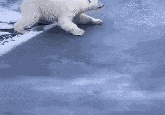 GIF animé