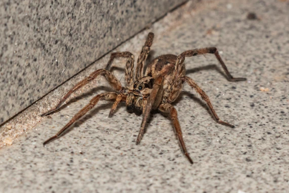 Une araignée-loup femelle. Les ingénieurs ont utilisé ce type de bestiole pour leurs expériences.