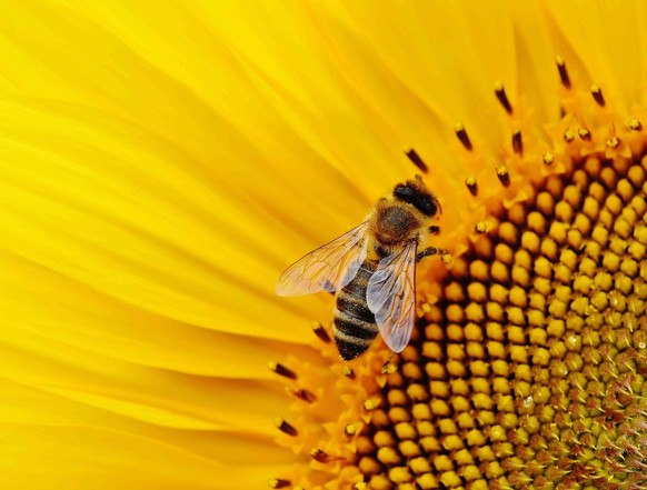 Les abeilles sont l'un des piliers de l'agroalimentaire suisse. Leur préservation est essentielle.