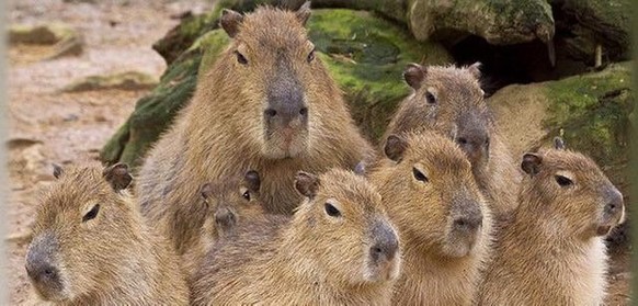 cute news tier capybara

https://www.reddit.com/r/capybara/comments/1e5ao5j/does_anyone_know_where_to_see_a_capybara_in/