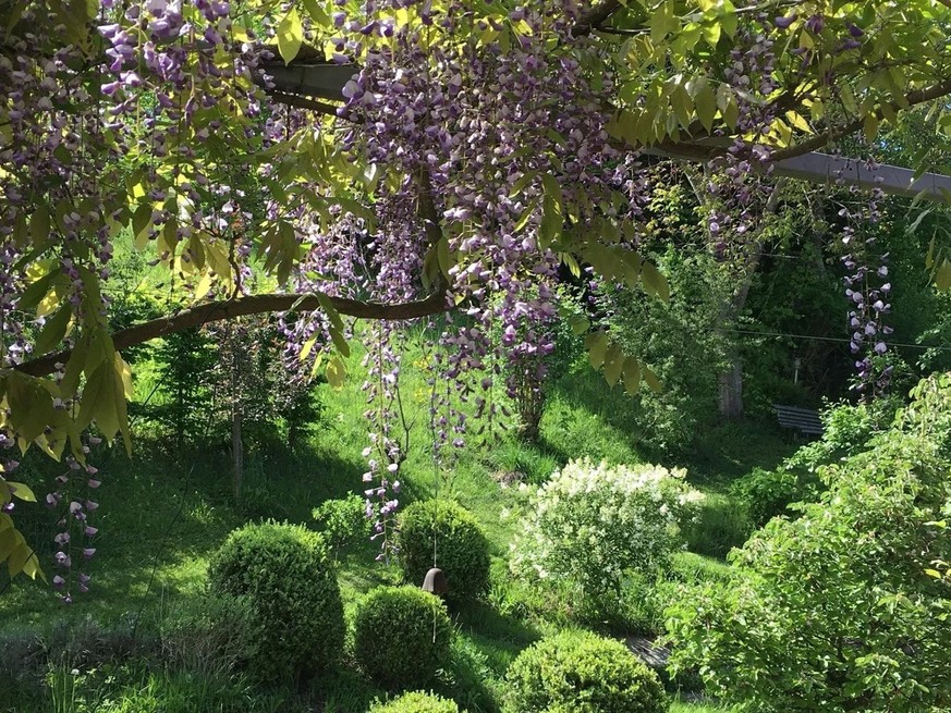 Des glycines dans un jardin en France.