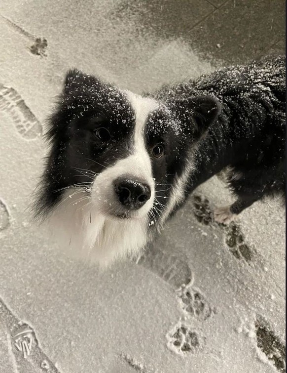 cute news tier hund border collie

https://ch.pinterest.com/pin/6614730697918104/