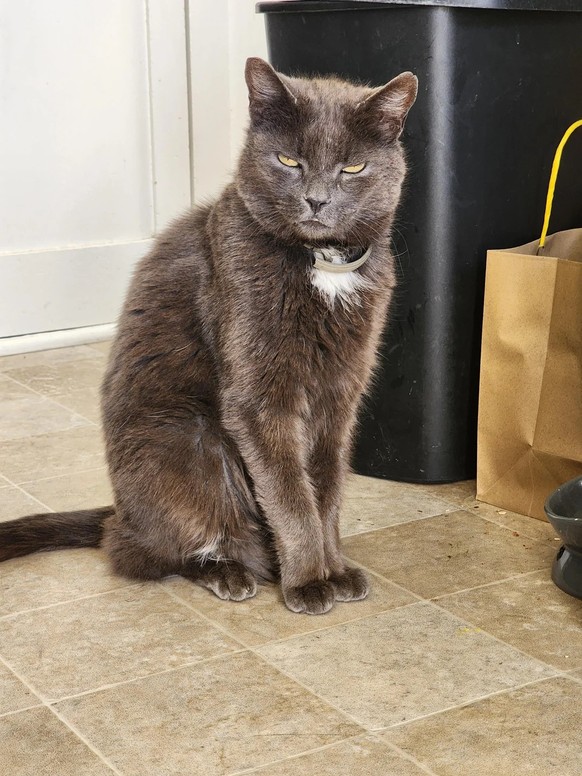cute news tier katze

https://www.reddit.com/r/cats/comments/1m12rlo/goodbye_my_friend/