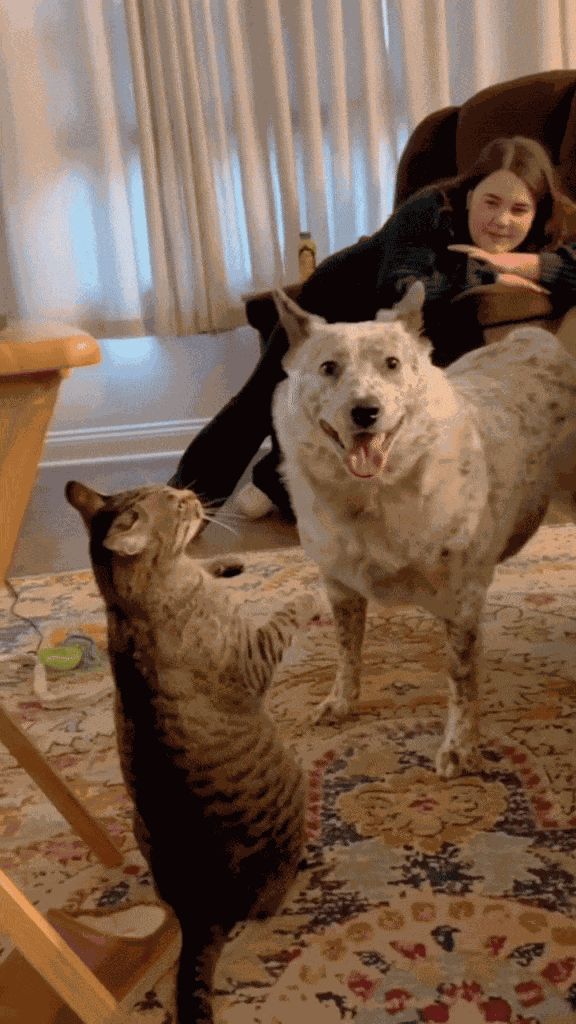 GIF animé