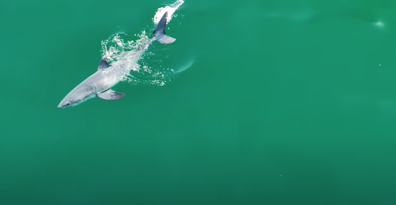 C'est la première fois qu'un grand requin blanc nouveau-né est filmé !