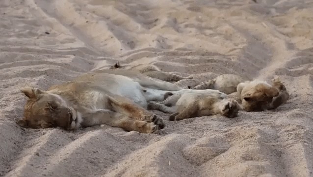 GIF animé