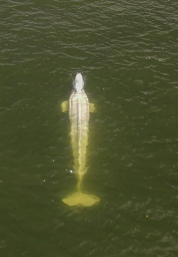 In this aerial image, taken by a drone from the environmental group Sea Shepherd, shows a Beluga whale in the Seine river in Saint-Pierre-la-Garenne region, west of Paris, Friday, Aug. 5, 2022. French ...