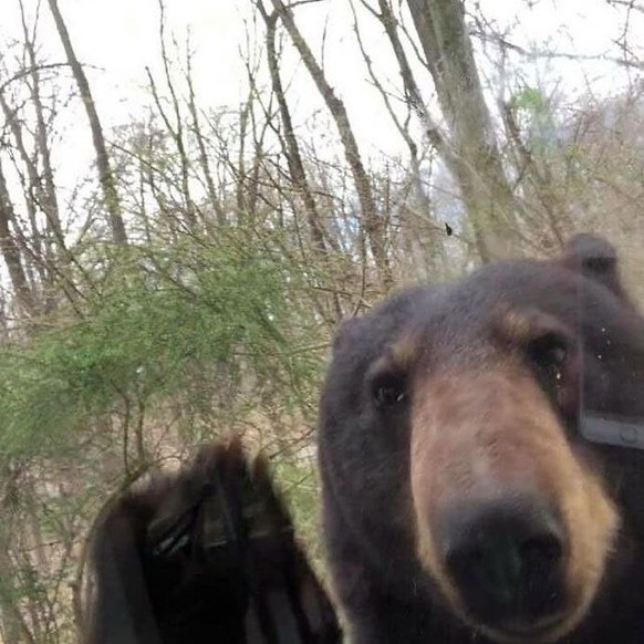 cute news tier bären und wildtierkameras

https://www.instagram.com/p/C0mAN2BvMQU/?img_index=0