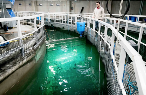 Alimentation des jeunes saumons dans le bassin intérieur.