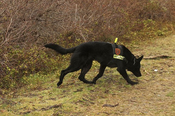 BABYLON, NY - APRIL 05: A police dog involved in the search effort runs along a stretch of beach highway where police recently found human remains on April 5, 2011 in Babylon, New York. Working on the ...