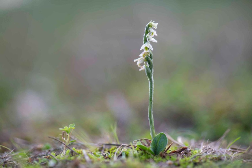 Discrète, gracile et pleine de charme, la Spiranthe d'automne n'a rien à envier aux Phalaenopsis que l'on trouve le plus souvent en fleuristerie.