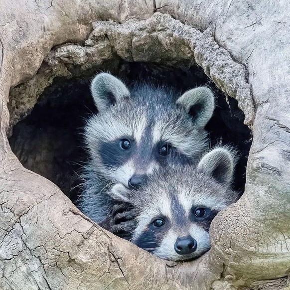 cute news tier waschbär

https://www.reddit.com/r/Raccoons/comments/1j1ktq7/cuteness_multiplied/