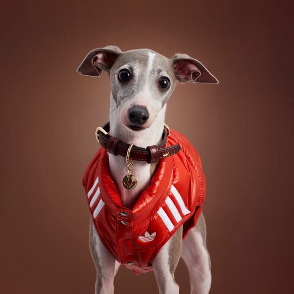 Adidas sort une collection pour chiens et chats.