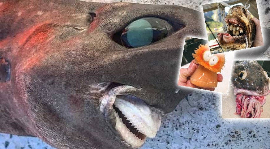 Personne ne sait comment s'appelle cet étrange requin pêché au large de l'Australie