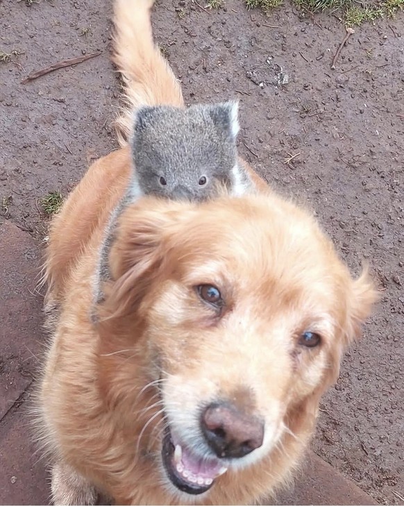 cute news tier hund koala

https://imgur.com/gallery/are-you-mama-1tjcsOr#/t/aww