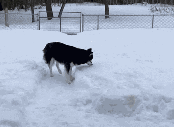 GIF animé