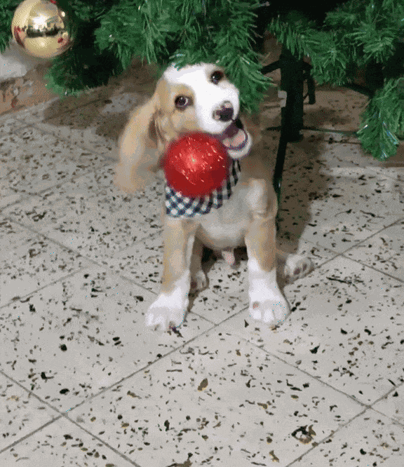 GIF animé