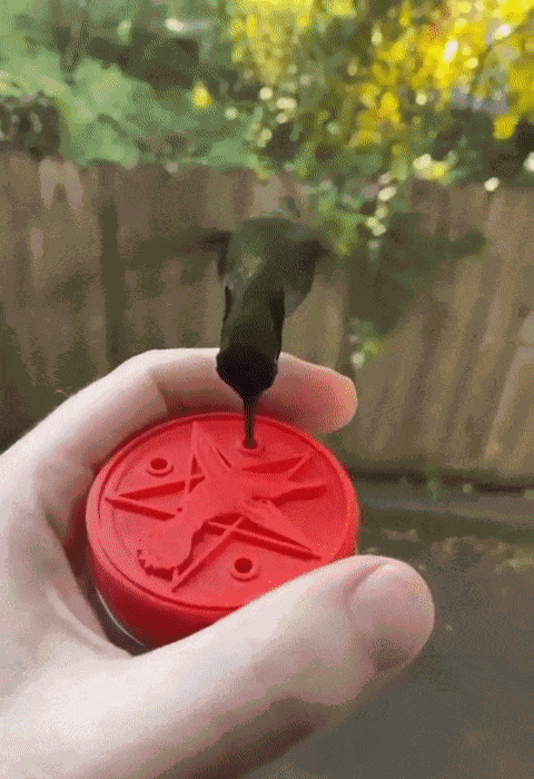 GIF animé