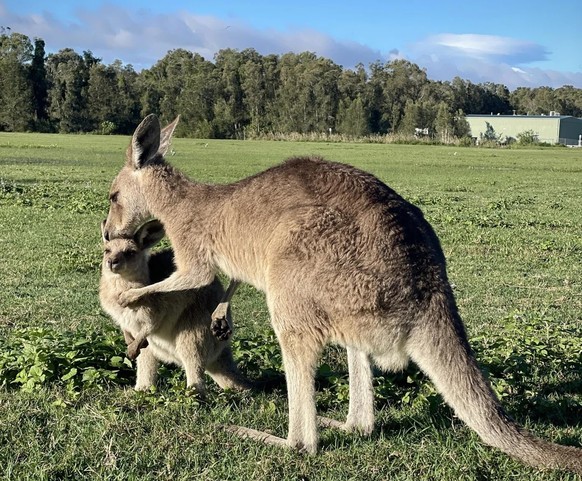 Kangurus
