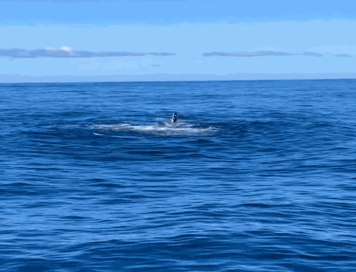 GIF animé