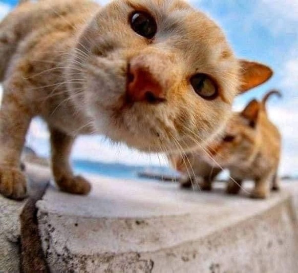 cute news animal tier katze cat

https://imgur.com/t/aww/1EzIIyM