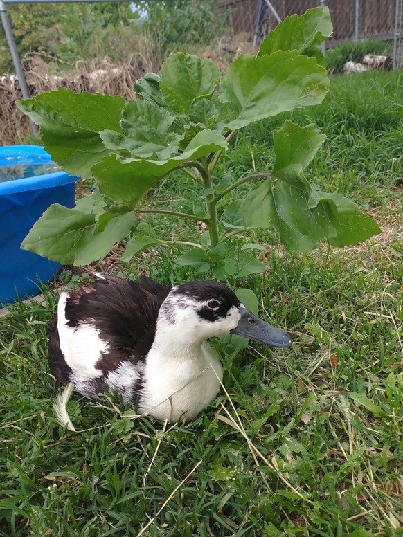 cute news animal tier duck ente

https://imgur.com/t/animal/3CTVwW2