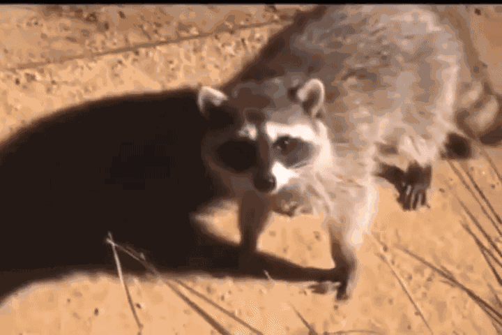 GIF animé
