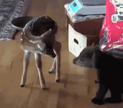 GIF animé