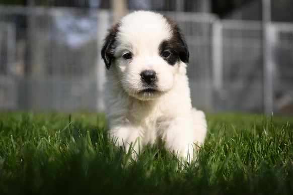 One of seven one month old puppies Sant-Bernard plays in the grass at the Barry Foundation's kennel, in Martigny, Tuesday, August 30, 2022. The Saint Bernard dog &quot;Edene du Grand St. Bernard&quot; ...