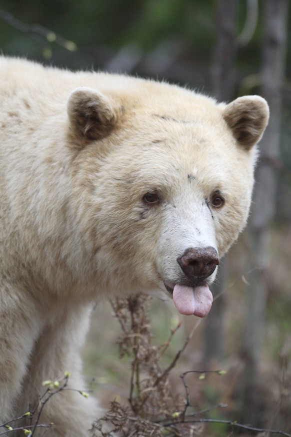 Kermode bear (Ursus americanus kermodei), also known as the Spirit Bear. Just out of hibernation feeding on new grass shoots. Along Skeena river, between Kitwanga and Terrace, British Columbia PUBLICA ...