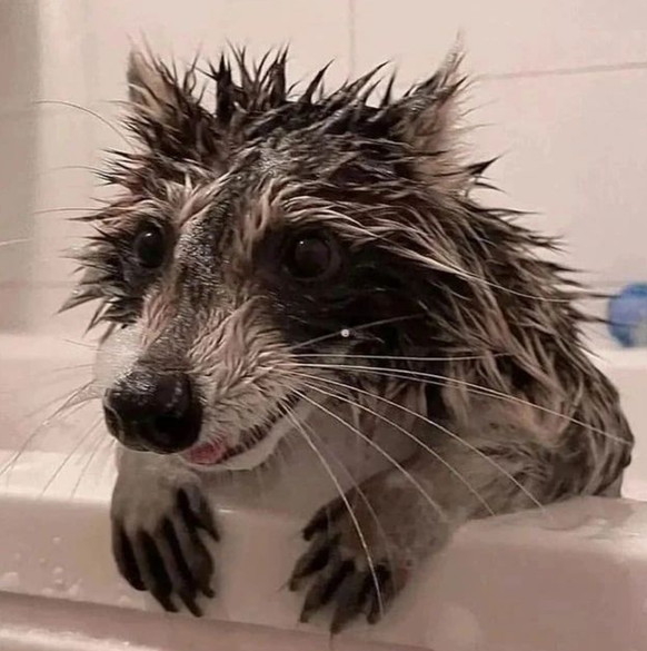 cute news tier raccoon waschbär

https://www.instagram.com/p/CsYzgRbp7Yk/