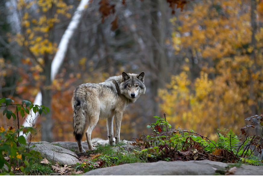 Loup