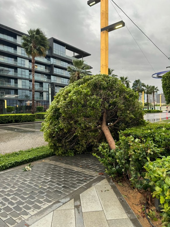 Dans mon quartier, certains arbres ont été déracinés.