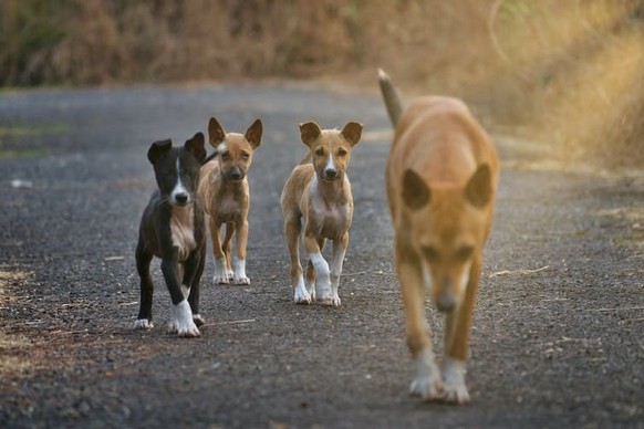 Les chiens de village et de camp sont habitués à une certaine autonomie, notamment sur le plan social, sexuel et environnemental.
