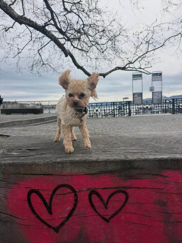 Biggie Smalls, le caniche nain d'Orlando, au bord du lac de Zurich.