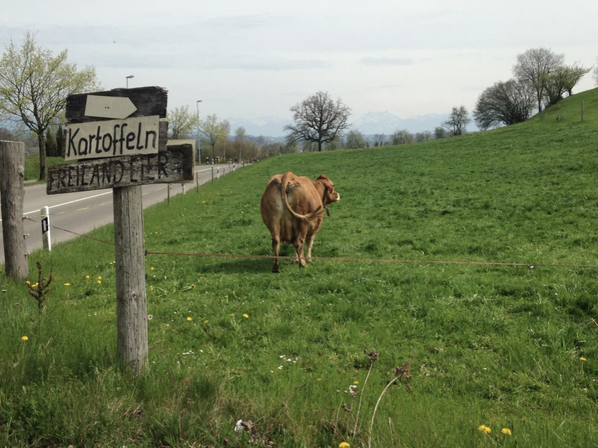 Cette vache a-t-elle un message à nous transmettre?