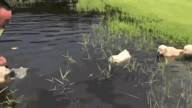 GIF animé