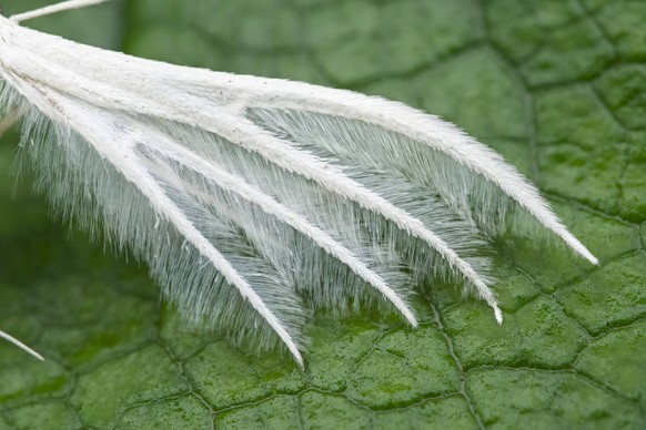 80199331 White Plume Moth - wing structure Norfolk, UK Pterophorus pentadactyla Geoff du Feu All images are copyright protected and remain the property of Ardea Picture Library Ltd. Permission for use ...