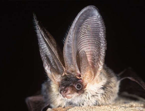 cute news tier fledermaus

https://ch.pinterest.com/pin/1121888957180035461/