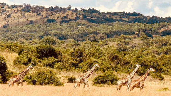 Un petit groupe de girafes masaï dans la savane, au Rwanda.
