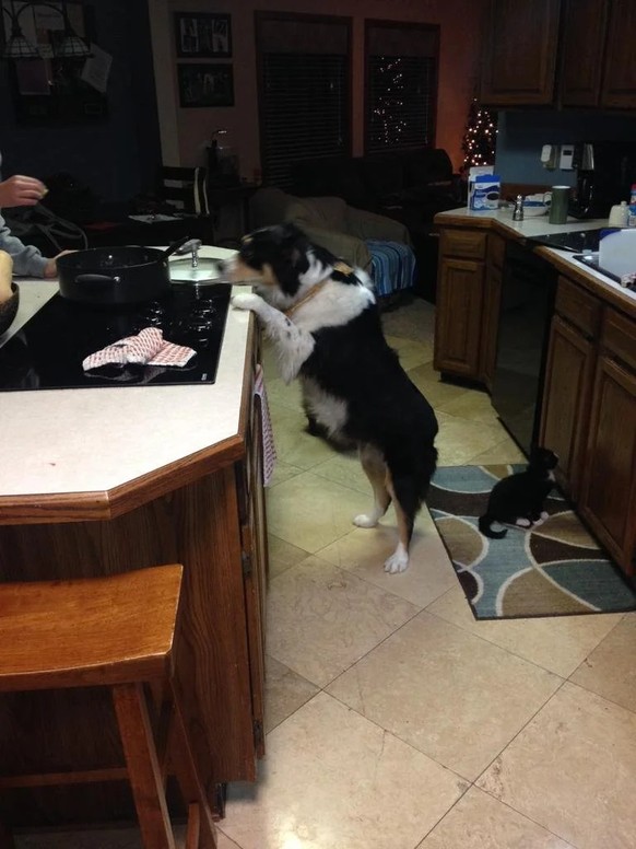 cute news tier hund

https://www.reddit.com/r/funny/comments/22uji5/my_dog_begging_for_food_vs_my_blind_cat_begging/