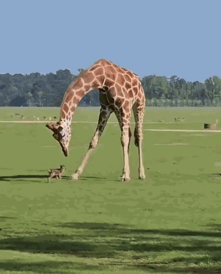 GIF animé