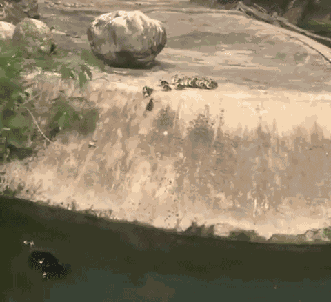 GIF animé