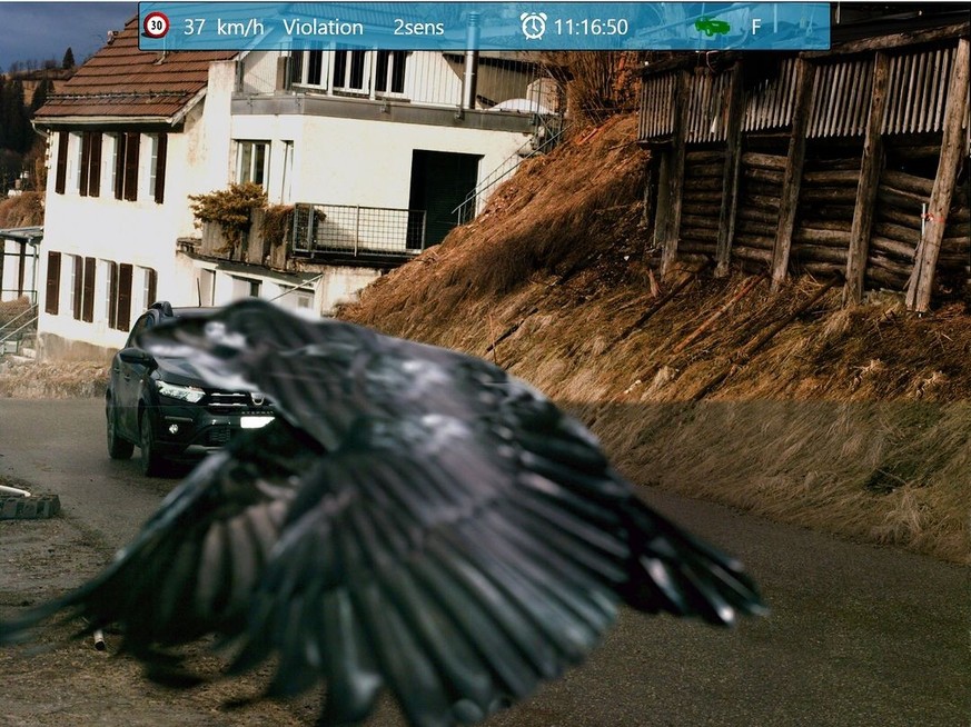 Un radar flash un corbeau et la police neuchâtelois ne s'en remet pas.